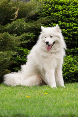 Yeşil arka plan üzerinde çalışan Samoyed köpek
