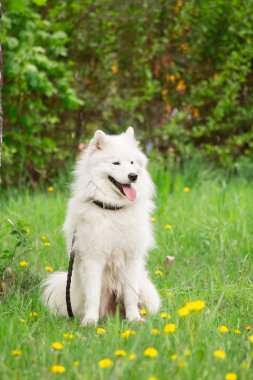 Yeşil arka plan üzerinde çalışan Samoyed köpek
