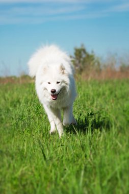 Yeşil arka plan üzerinde çalışan Samoyed köpek