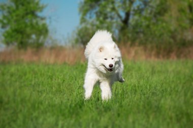 Yeşil arka plan üzerinde çalışan Samoyed köpek