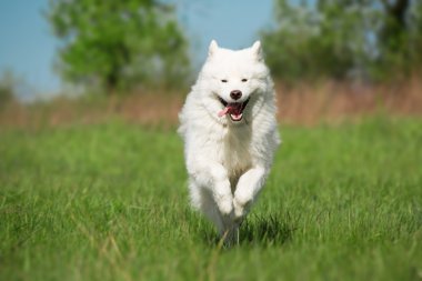 Yeşil arka plan üzerinde çalışan Samoyed köpek