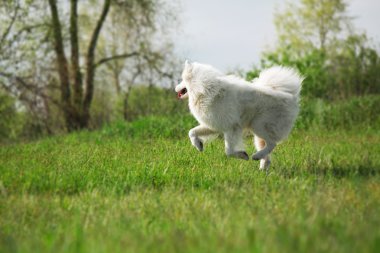 Yeşil arka plan üzerinde çalışan Samoyed köpek