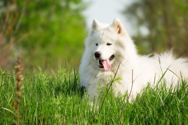 Yeşil arka plan üzerinde çalışan Samoyed köpek