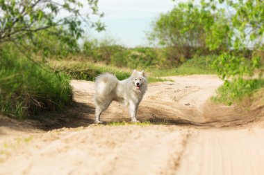 Samoyed köpek niteliğine portresi