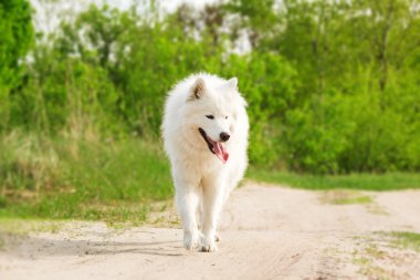 Parktaki Samoyed köpeği.