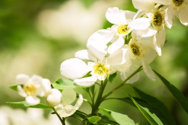 gökyüzü arka plan üzerinde beyaz çiçek şube