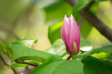 Manolya çiçek tomurcuk güneşli bir doğal arka plan üzerinde pembe