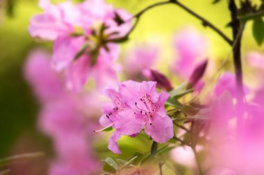 güneşli bir doğal zemin üzerine Pembe çiçek tomurcuk