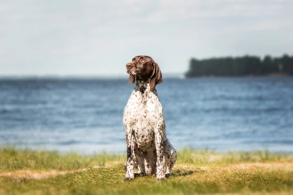 Kurzhaar (německý ohař krátkosrstý, německý ohař) sedí na pozadí trávy a rybník — Stock fotografie