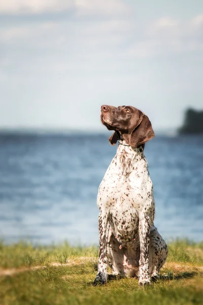 Kurzhaar (German Shorthaired Pointer, German Pointer) sitting on a background of grass and pond — Stock Photo, Image