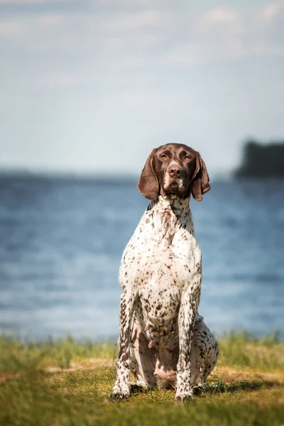 Kurzhaar (pointeur allemand à poil court, pointeur allemand) assis sur un fond d'herbe et d'étang — Photo