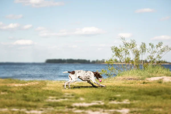 Kurzhaar (pointeur allemand à poil court, pointeur allemand) assis sur un fond d'herbe et d'étang — Photo