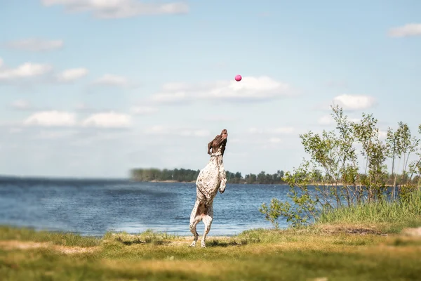 Kurzhaar (pointeur allemand à poil court, pointeur allemand) assis sur un fond d'herbe et d'étang — Photo