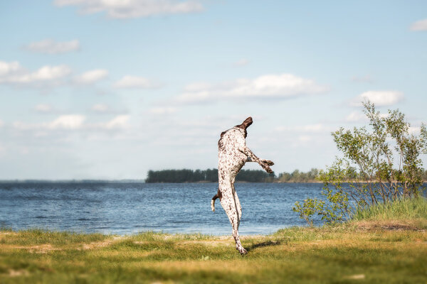 Kurzhaar (German Shorthaired Pointer, German Pointer) sitting on a background of grass and pond