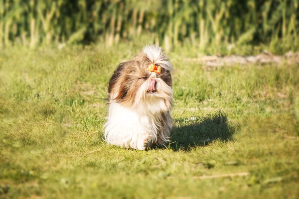 シーズー犬が草の上を歩く — ストック写真