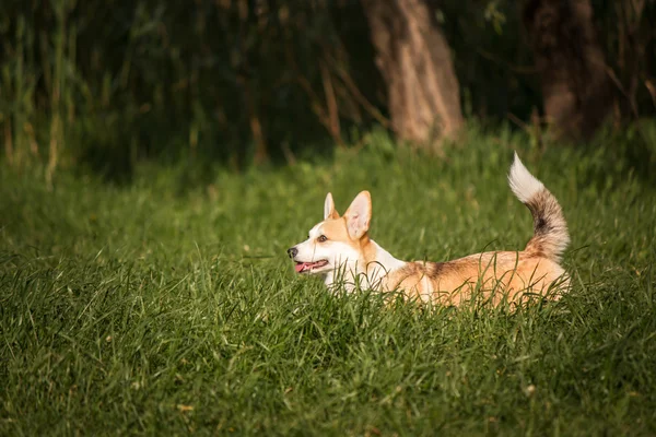 Galés perro corgi en el fondo de la hierba verde — Foto de Stock