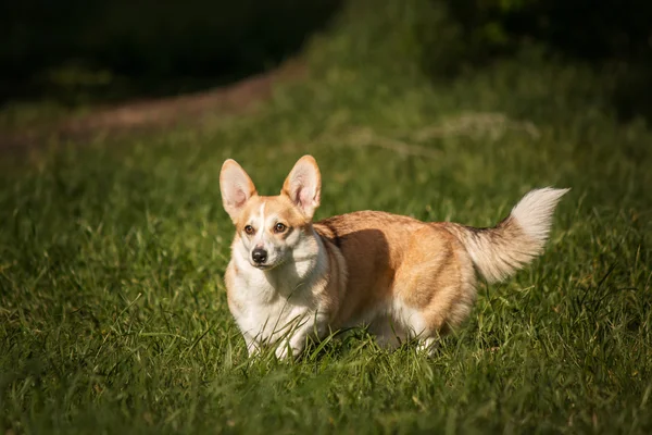 Welsh corgi hund på bakgrund av grönt gräs — Stockfoto