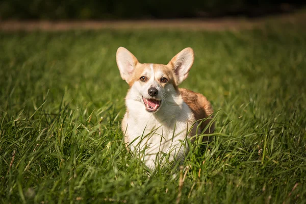 Welsh corgi dog on the background of green grass — Stock Photo, Image