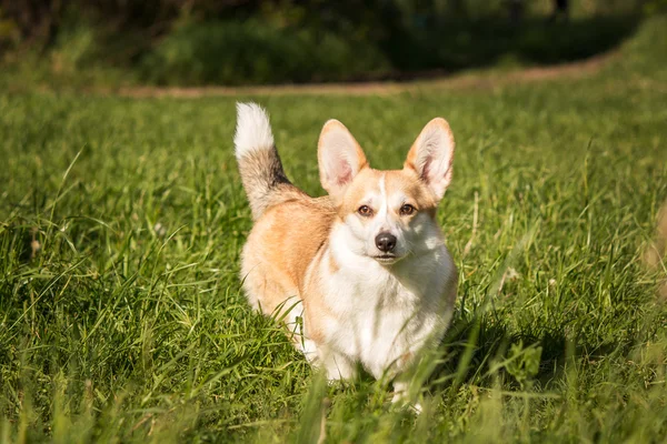 A háttérben a zöld fű welsh corgi kutya — Stock Fotó