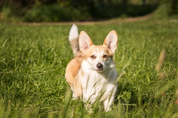 푸른 잔디의 배경에 웨일즈 어 corgi 강아지 — 스톡 사진