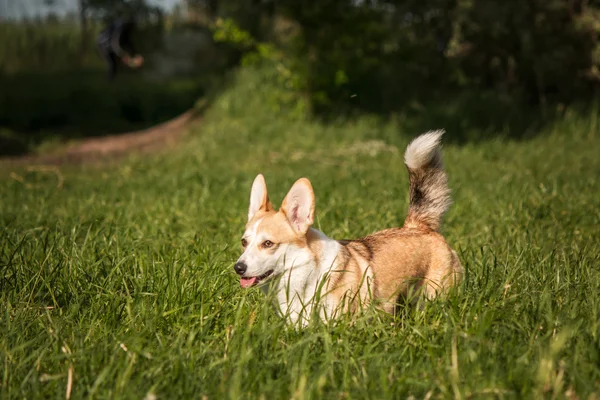 Galce corgi köpek yeşil çim zemin üzerine — Stok fotoğraf