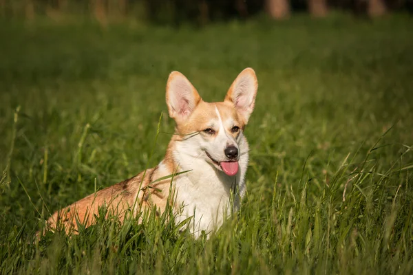 Cão de corgi galês no fundo da grama verde — Fotografia de Stock