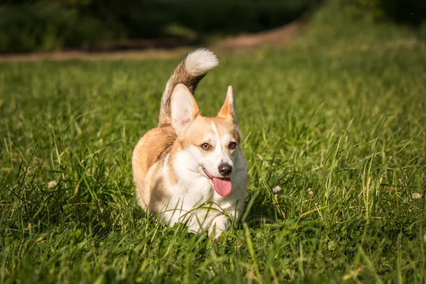 Welsh corgi สุนัขบนพื้นหลังของหญ้าสีเขียว — ภาพถ่ายสต็อก