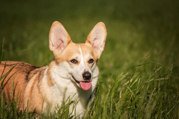 Welsh corgi สุนัขบนพื้นหลังของหญ้าสีเขียว — ภาพถ่ายสต็อก