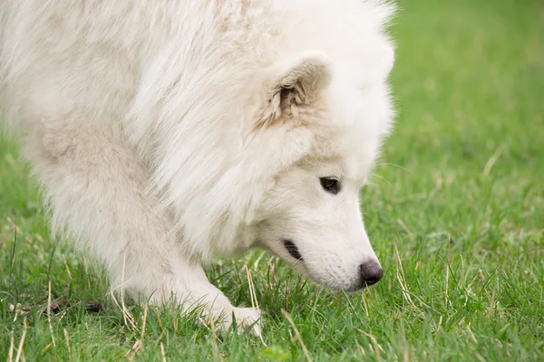 Samoyedo perro corriendo en verde fondo —  Fotos de Stock