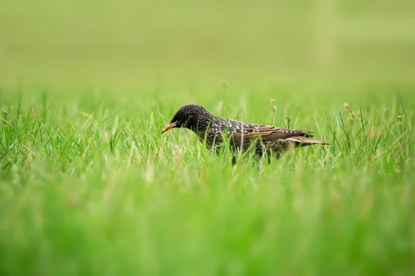 Black bird in a green grass — Stock Photo, Image