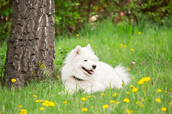 Самойдський собака біжить на зеленому тлі — стокове фото