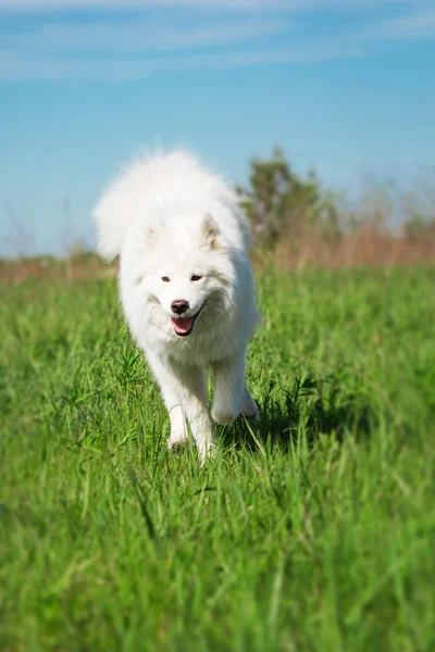 緑の背景で実行されているサモエド犬 — ストック写真