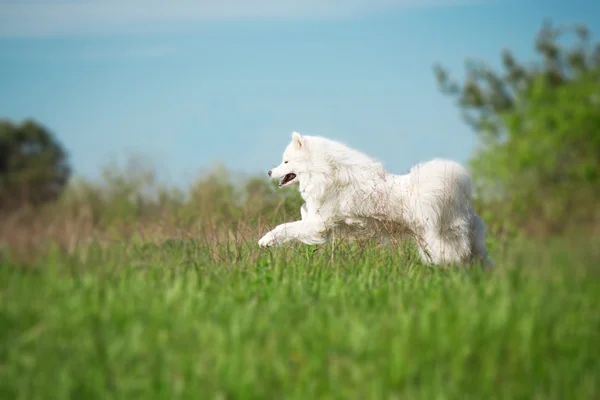 Samoyed dog running on green background — Stock Photo, Image