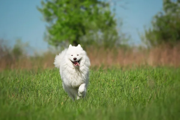 Samoyed dog running on green background — Stock Photo, Image