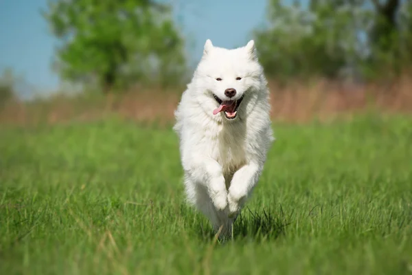 Samoyedo perro corriendo en verde fondo — Foto de Stock