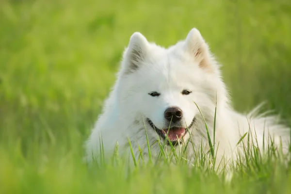 緑の背景で実行されているサモエド犬 — ストック写真