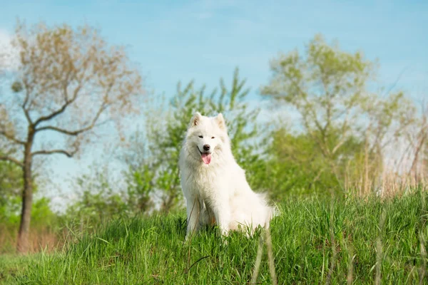 Samojed pes běží na zeleném pozadí — Stock fotografie