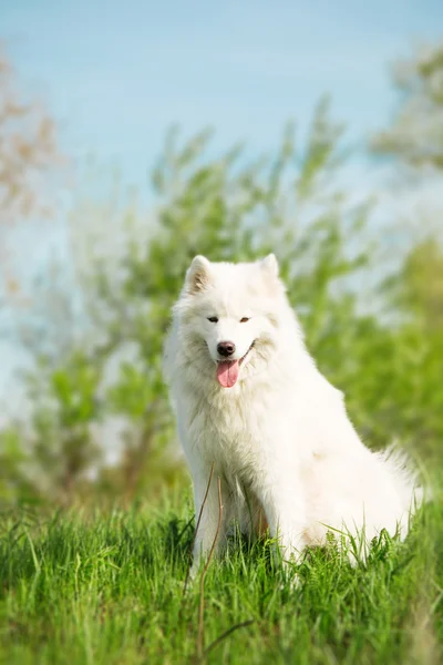Retrato de perro Samoyedo sobre la naturaleza — Foto de Stock