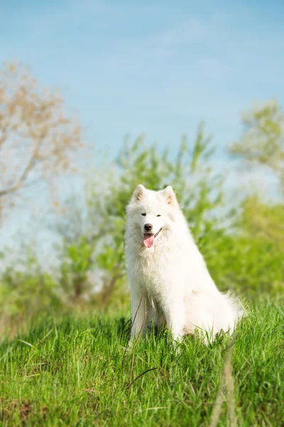 Samoyedo perro ooutdoor —  Fotos de Stock