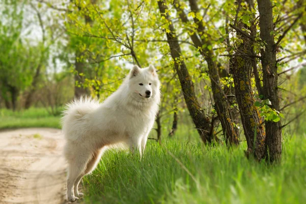 Retrato de perro Samoyedo sobre la naturaleza —  Fotos de Stock