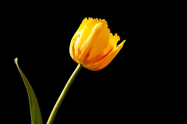 Жовтий тюльпан на чорному тлі — стокове фото