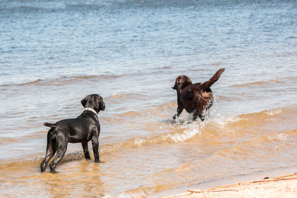 Chocolate Labrador Retriever Runs On Water Stock Photo C Oov