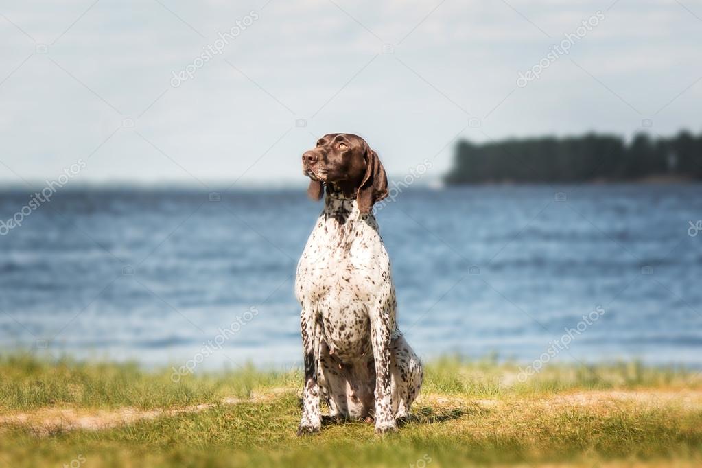 Kurzhaar German Shorthaired Pointer German Pointer Sitting On A