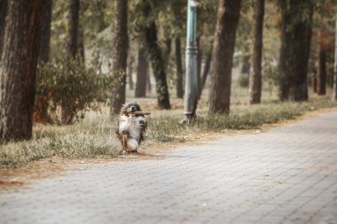Çin köpeği yürüyüşe tepeli