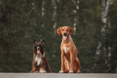 Rodezya Ridgeback ve Çin köpeği yürüyüşe tepeli. Tonlu görüntü