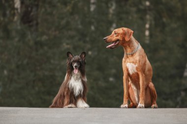 Rodezya Ridgeback ve Çin köpeği yürüyüşe tepeli. Tonlu görüntü