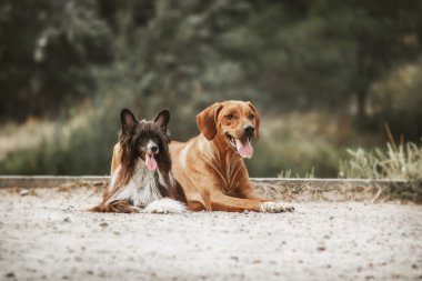 Rodezya Ridgeback ve Çin köpeği yürüyüşe tepeli. Tonlu görüntü