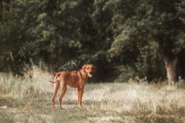 Rodezya ridgeback köpek portre