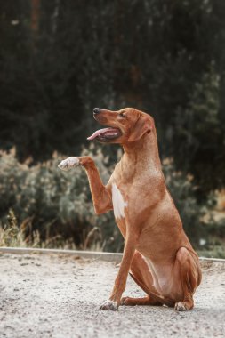 Rodezya Ridgeback portre üzerinde arka plan bulanık. Tonlu görüntü