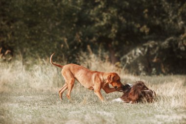 Rodezya Ridgeback ve Çin köpeği yürüyüşe tepeli. Tonlu görüntü